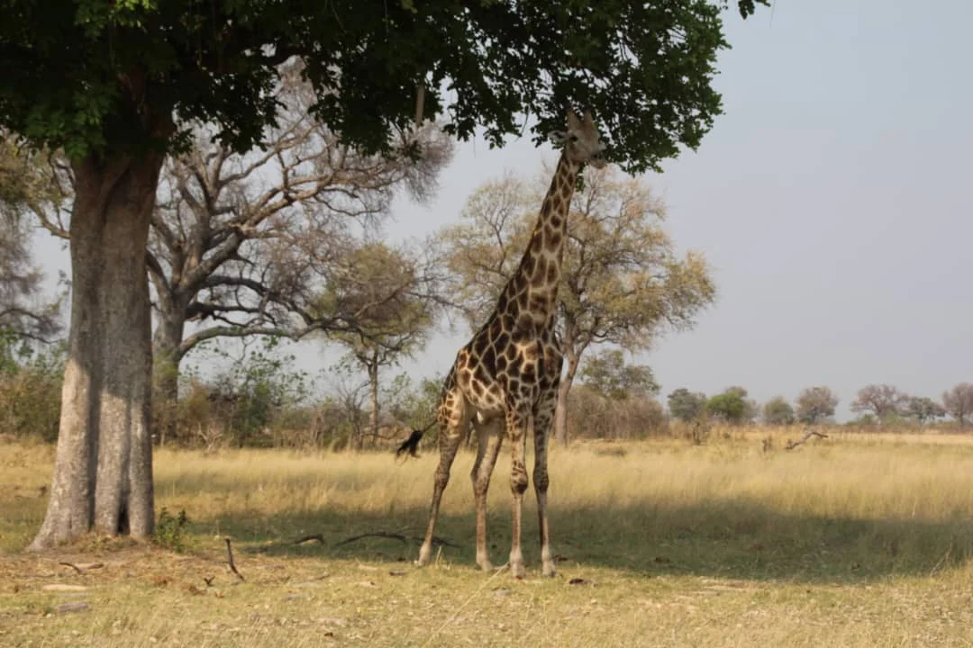 Yokovich Safaris gallery photo 1