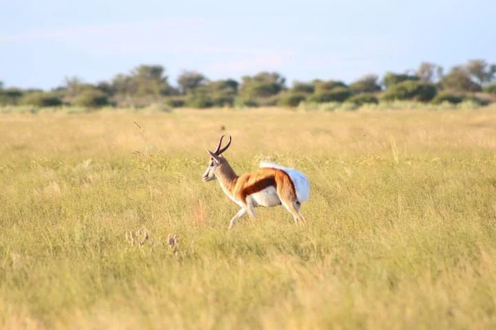 Yokovich Safaris gallery photo 2