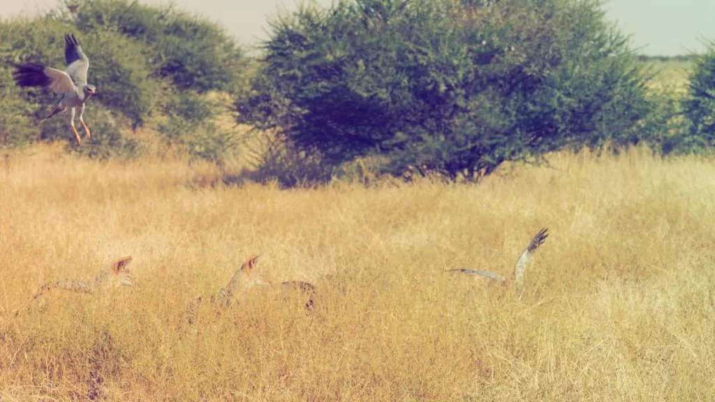 Yokovich Safaris gallery photo 3
