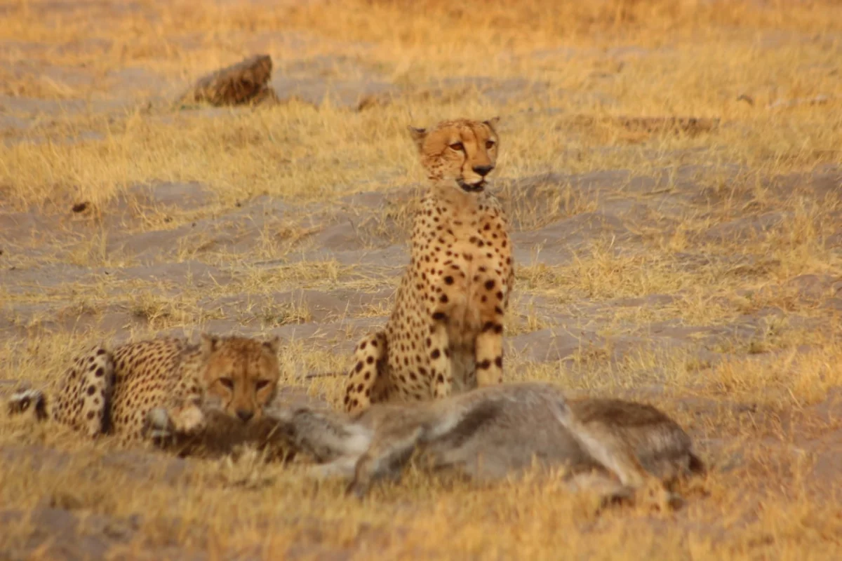 Yokovich Safaris gallery photo 5