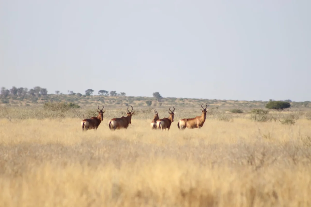Botswana wilderness safari