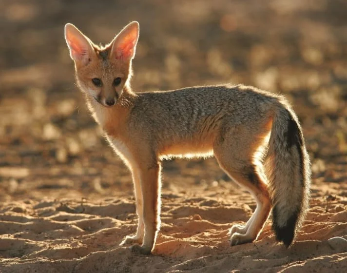 Yokovich Safaris gallery photo 4