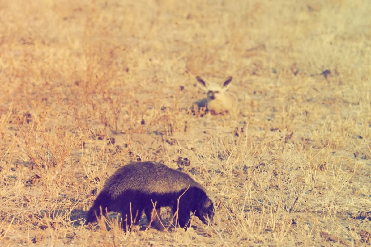 Yokovich Safaris gallery photo 8